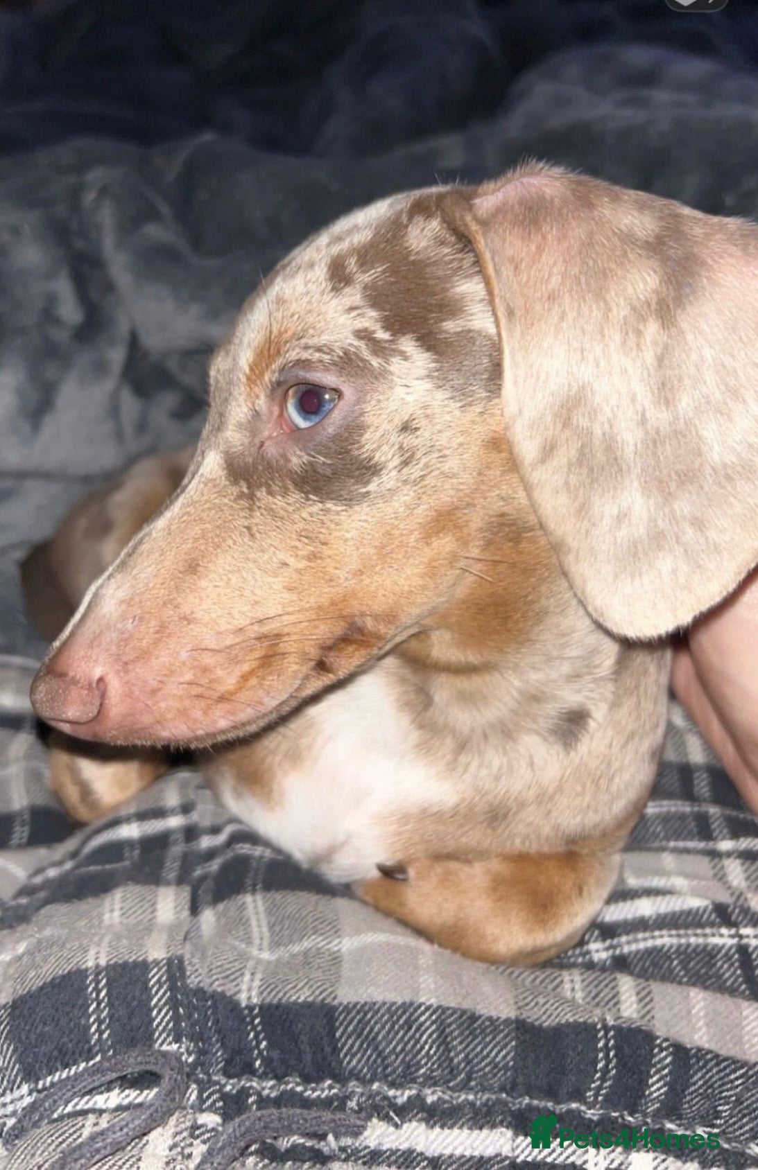 Miniature Dachshund dogs Miniature Daschund for Sale  - Advert 4