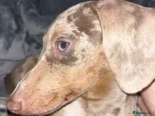 Miniature Dachshund dogs Miniature Daschund for Sale - Advert 4