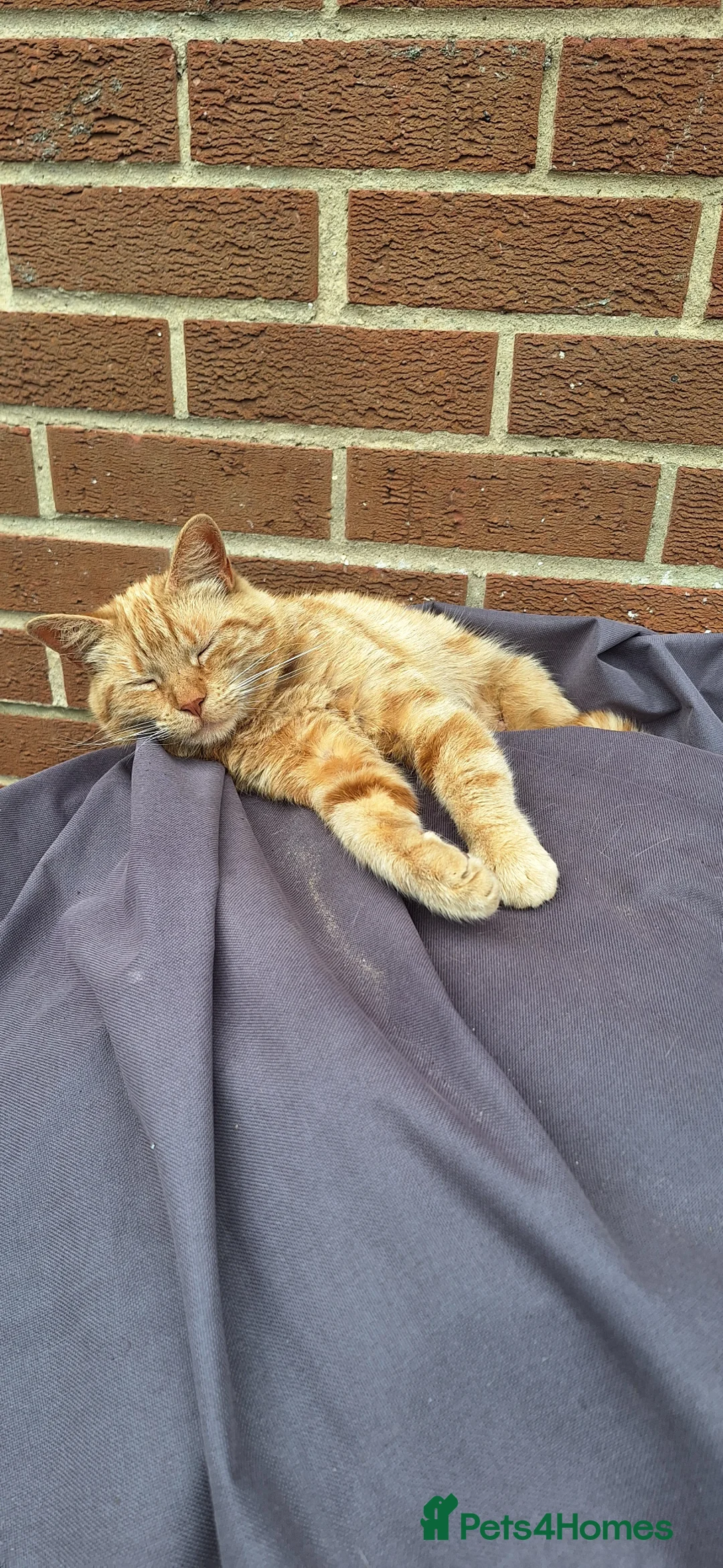 Mixed Breed cats for sale: Rare ginger female family cat  - Advert 4