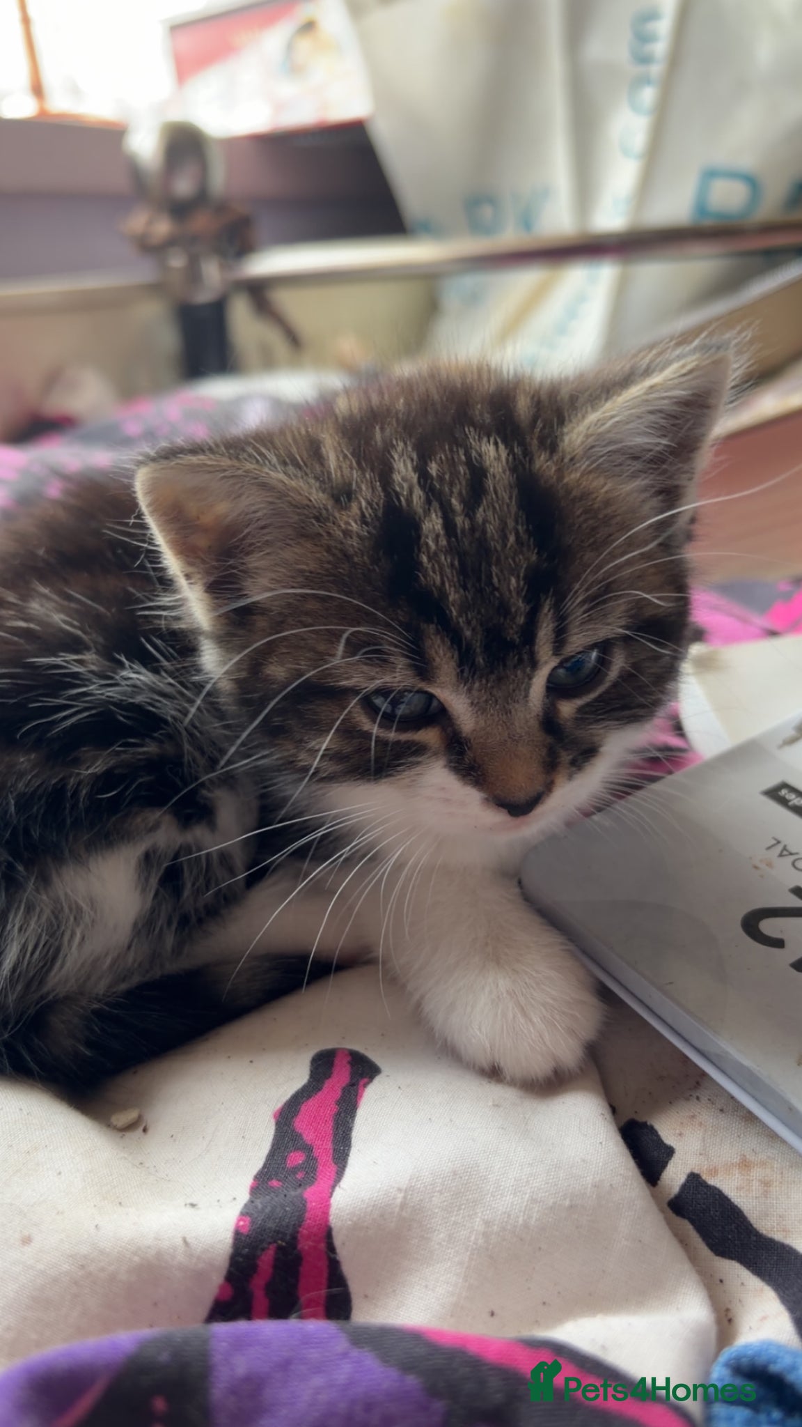 Mixed Breed cats for sale: 5 friendly playful mixed tabby kittens - Advert 22
