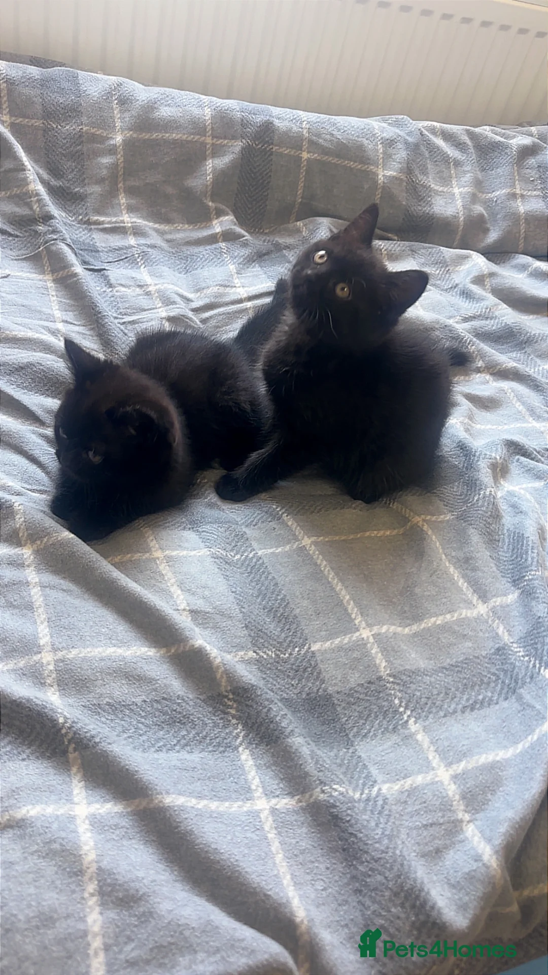 Mixed Breed cats for sale: British shorthair mix in London - Advert 1