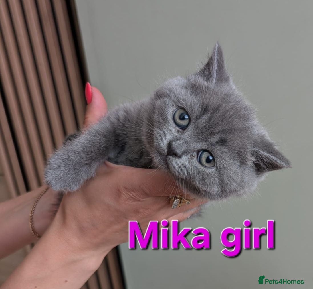 British Shorthair cats Gorgeous British shorthair kittens - Advert 1