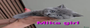 British Shorthair Mika girl