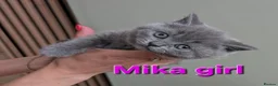 British Shorthair cats for sale: Gorgeous British shorthair kittens - Advert 1