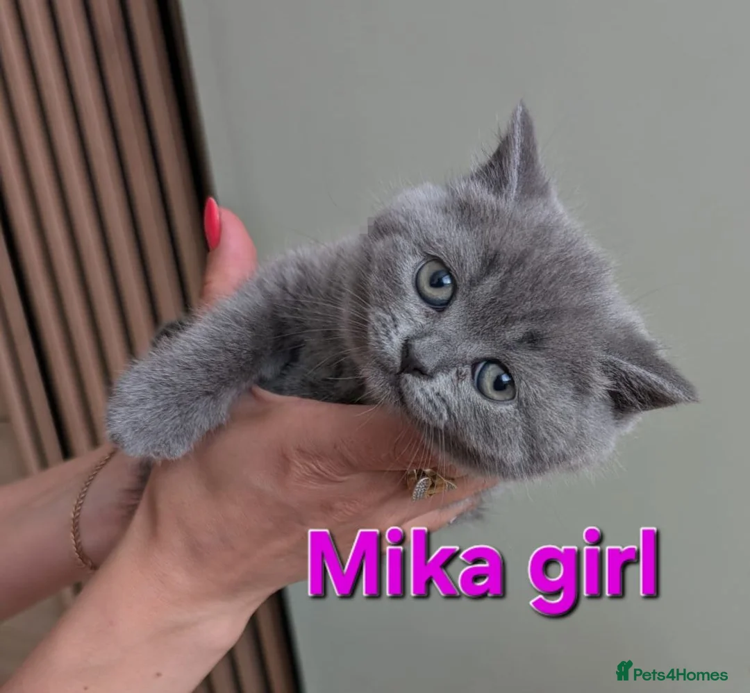 British Shorthair cats for sale: Gorgeous British shorthair kittens - Advert 1