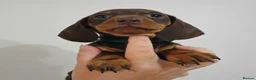 Dachshund dogs for sale: READY SUNDAY,  stunning pups kc reg parents  - Advert 6