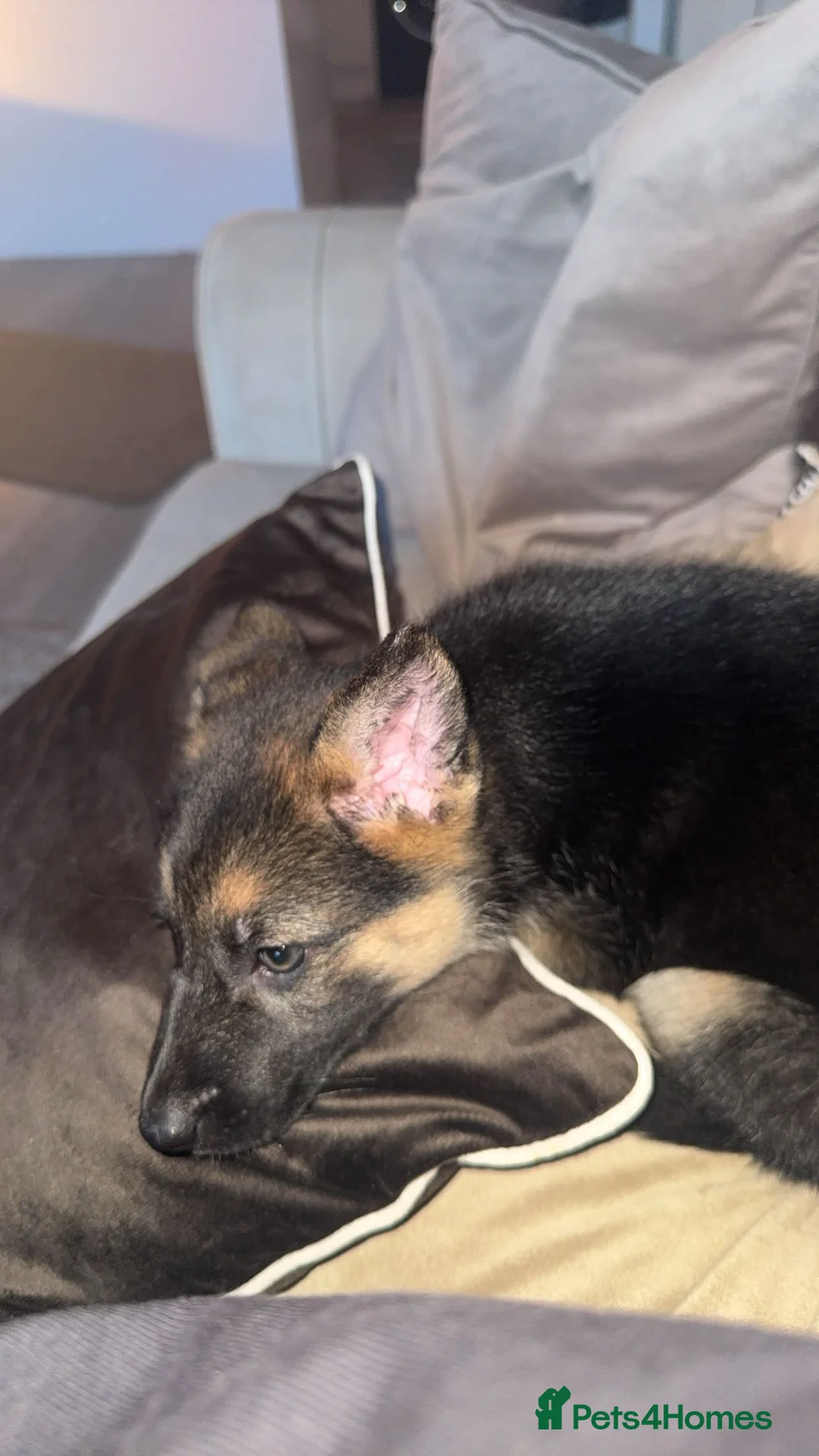 German Shepherd dogs for sale: 12 weeks old German shepherd  - Advert 1