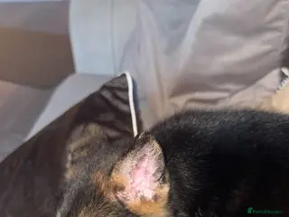 German Shepherd dogs 12 weeks old German shepherd - Advert 1