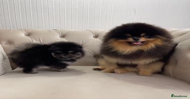 Pomeranian dogs - Advert 11