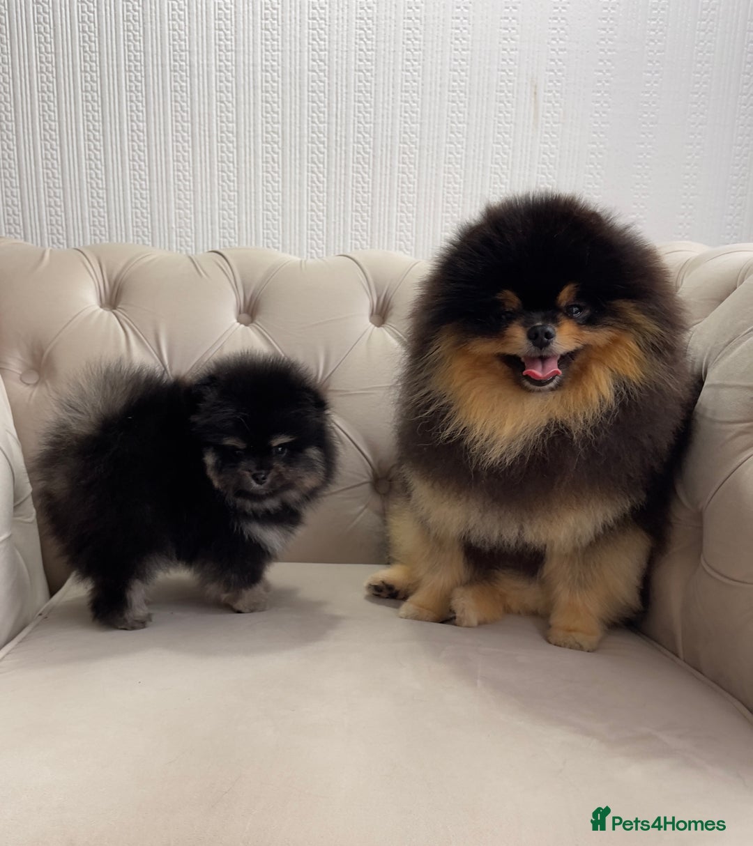 Pomeranian dogs for sale: Unique, extremely rare Pomeranian puppies ✨ - Image 3
