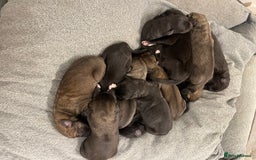 Mixed Breed dogs for sale: WOLFADOODLE F1B REVERSE. IRISH WOLFHOUND X  - Advert 13