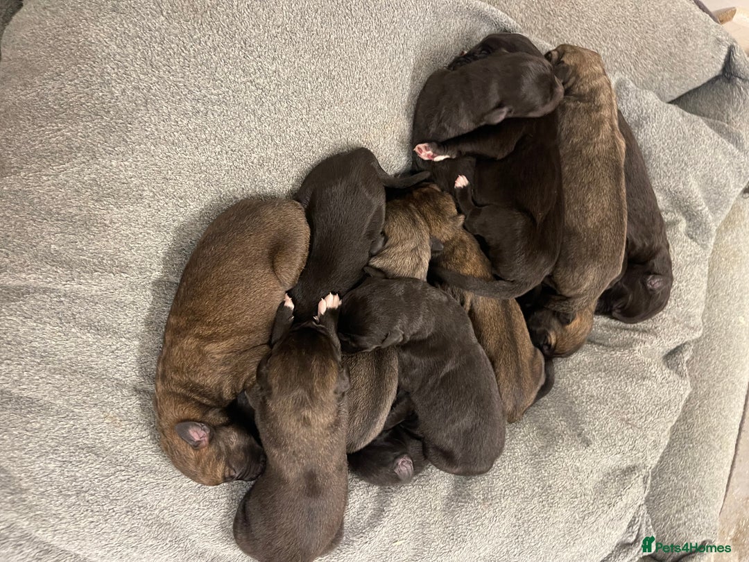 Mixed Breed dogs for sale: WOLFADOODLE F1B REVERSE. IRISH WOLFHOUND X  - Advert 13