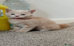 Mixed Breed cats for sale: One boy and 2 girls looking for home - Image 6