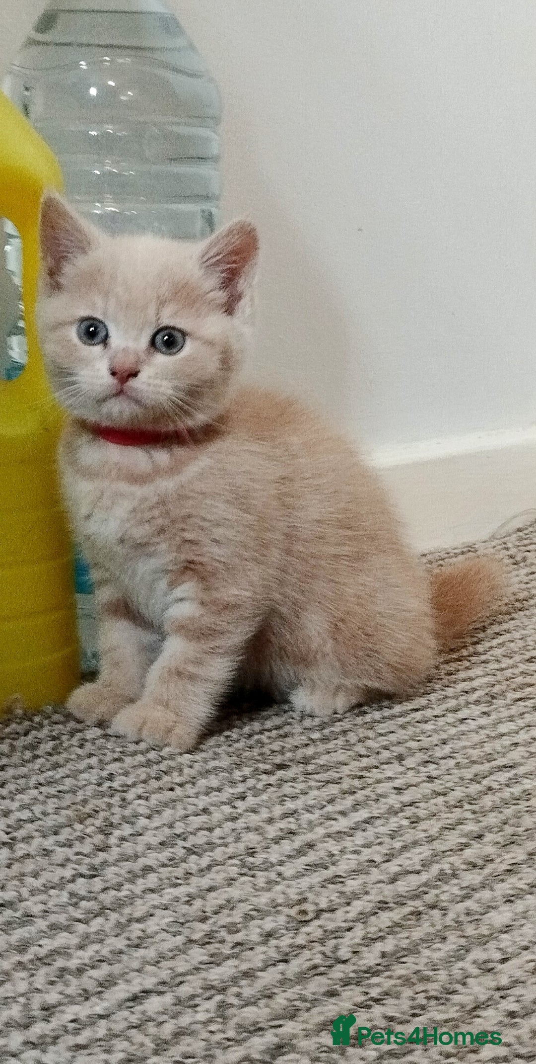 Mixed Breed cats for sale: One boy and 2 girls looking for home - Image 6