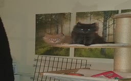 Maine Coon cats for sale: Blue manie coon - Image 7
