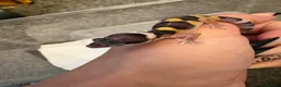 Leopard Gecko reptiles for sale: Leopard gecko in Saint Helens - Advert 7