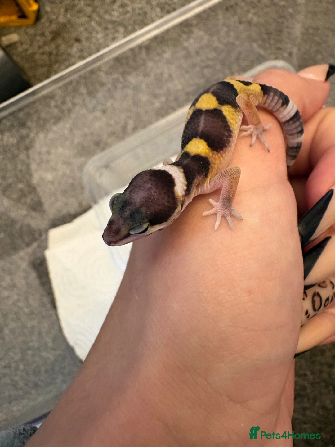 Leopard Gecko reptiles for sale: Leopard gecko in Saint Helens - Advert 7