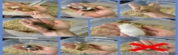 Mouse rodents for sale: Friendly Fancy Mice - Males UPDATED 8/8/26 - Advert 3