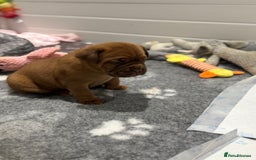 Dogue De Bordeaux dogs for sale: Stunning Quality Dogue de Bordeaux Puppies - Image 6