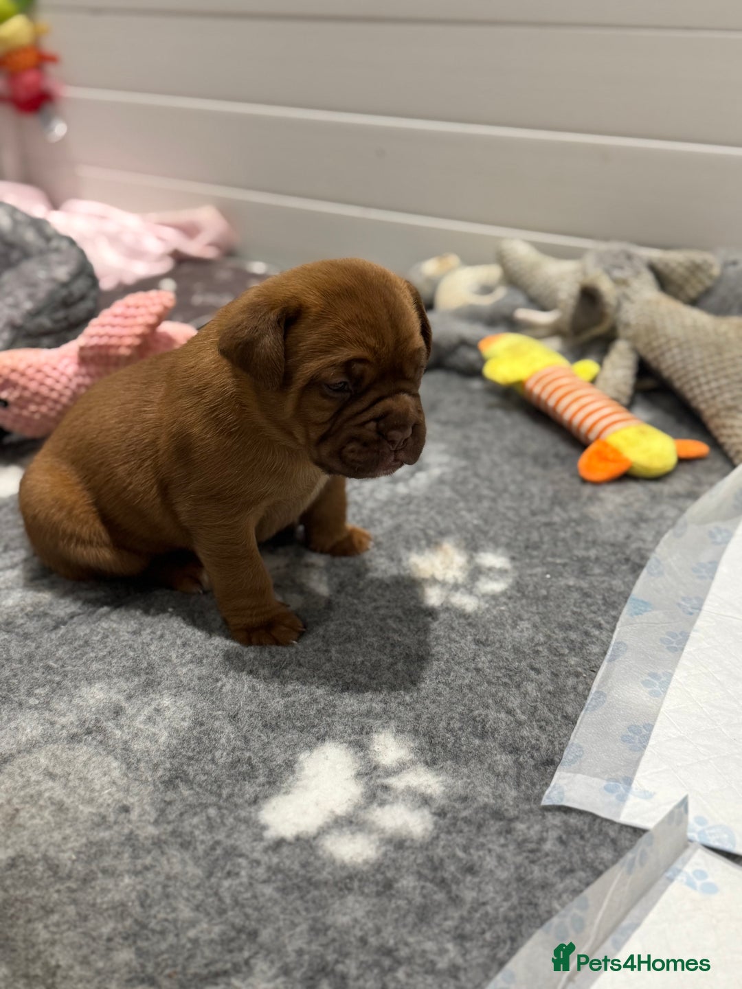 Dogue De Bordeaux dogs for sale: Stunning Quality Dogue de Bordeaux Puppies - Image 6