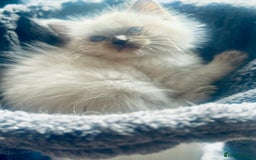 Ragdoll cats for sale: Blue pointed full pedigree tica girl  - Image 3