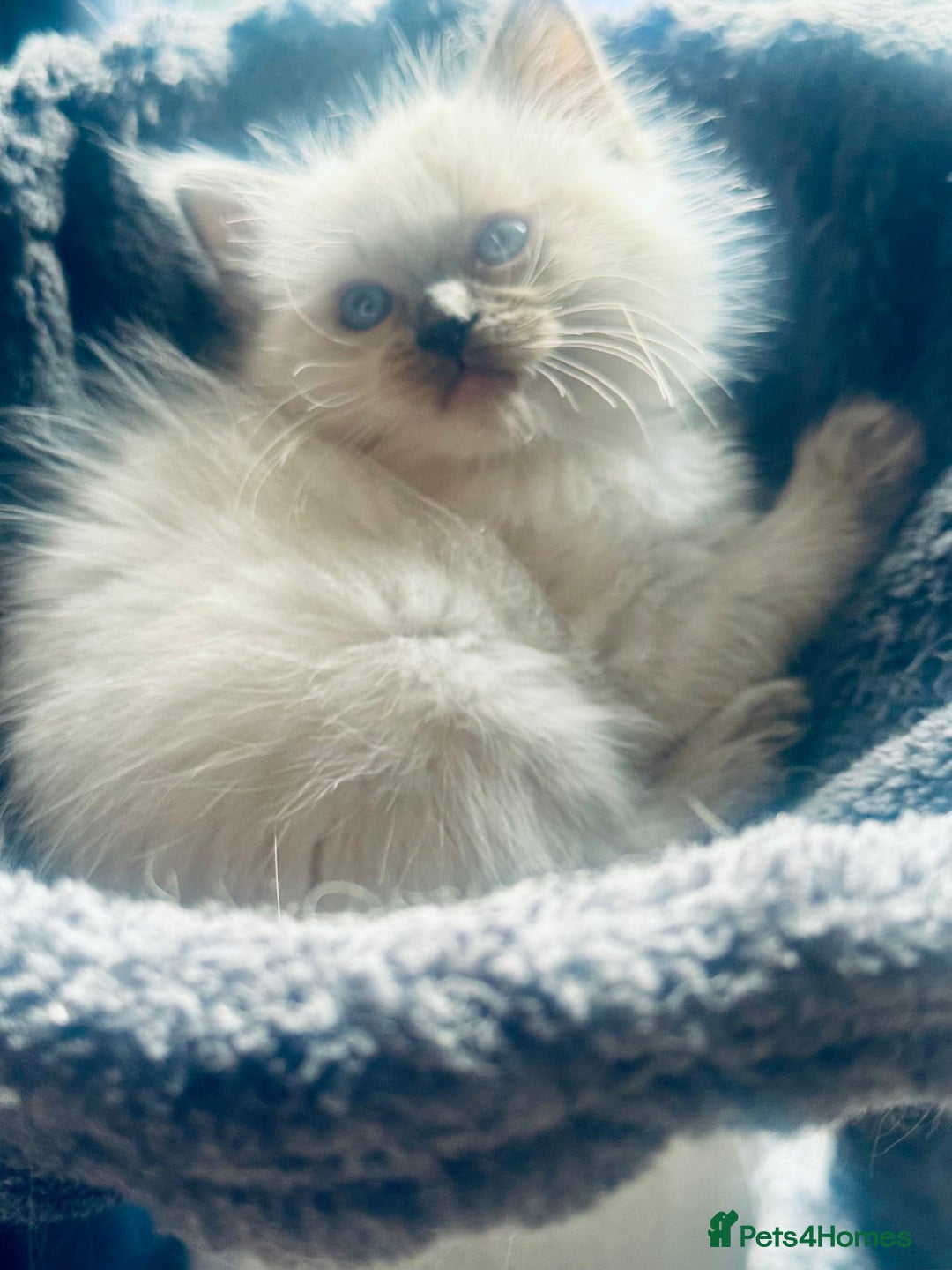 Ragdoll cats for sale: Blue pointed full pedigree tica girl  - Image 3