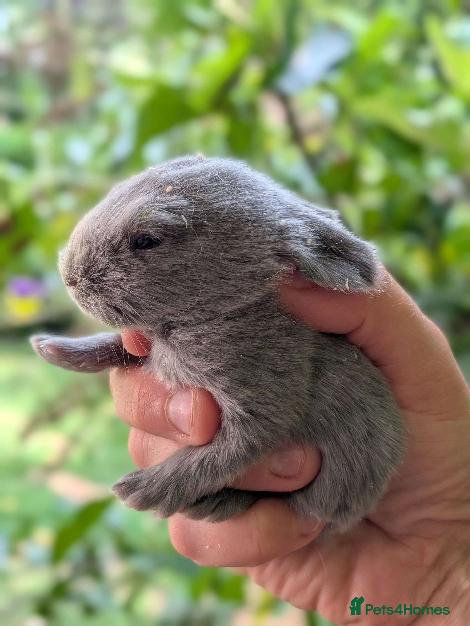 Mini Lop rabbits Beautiful friendly Mini Lops - Advert 6
