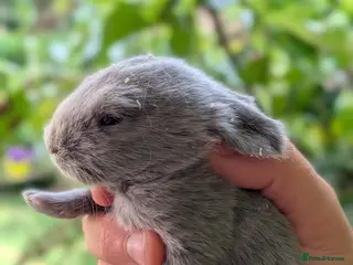 Mini Lop rabbits Beautiful friendly Mini Lops - Advert 6