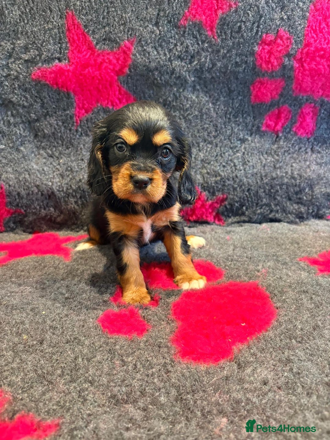 Cavalier King Charles Spaniel dogs for sale: Chocolate carriers kc  - Advert 2