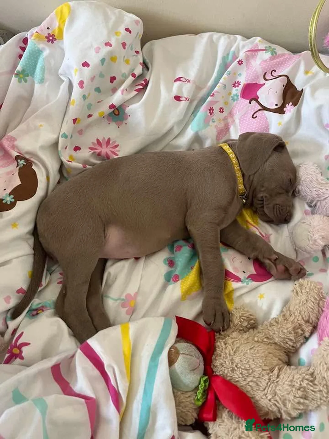Weimaraner dogs for sale: Hallie  - Advert 25