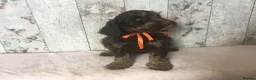 Mixed Breed dogs for sale: Medium to small Mini Doodle pups - Advert 5