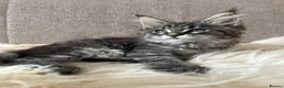 Maine Coon cats for sale: ⭐️Beautiful Maine Coon Kittens⭐️ - Advert 27