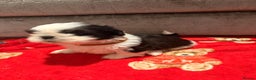 Shih Tzu dogs for sale: Shih Tzu puppies - Advert 10