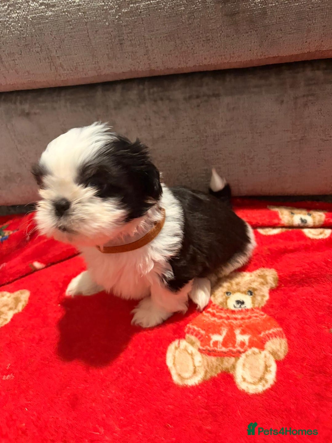 Shih Tzu dogs for sale: Shih Tzu puppies - Advert 10