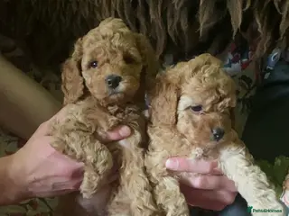 Cockapoo dogs Toy cockapoo F1bbb - Advert 1