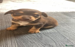 Jack Russell dogs for sale: #Readynow#Miniature Jack Yorkshire terrier pups in Sittingbourne - Image 8