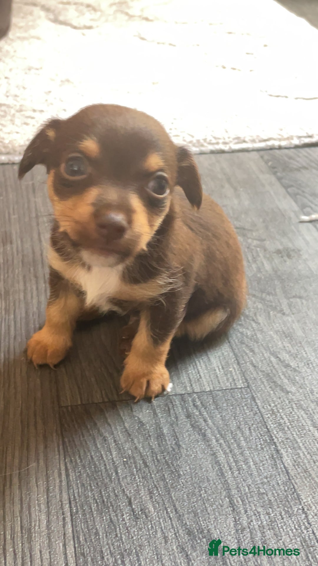 Jack Russell dogs for sale: #Readynow#Miniature Jack Yorkshire terrier pups in Sittingbourne - Image 8