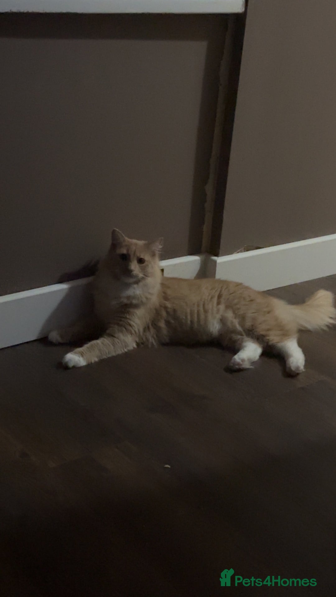 Mixed Breed cats for sale: Maine coon/ British longhair  - Advert 4