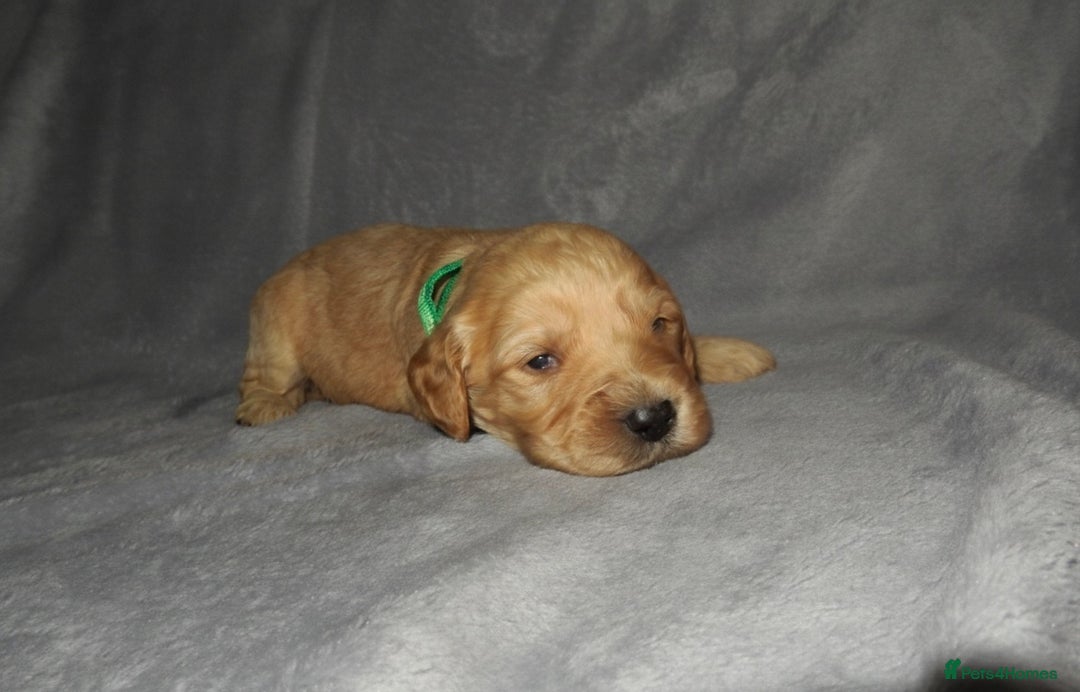 Cockapoo dogs for sale: Cockapoo Puppy’s 🐶🐾 - Advert 9