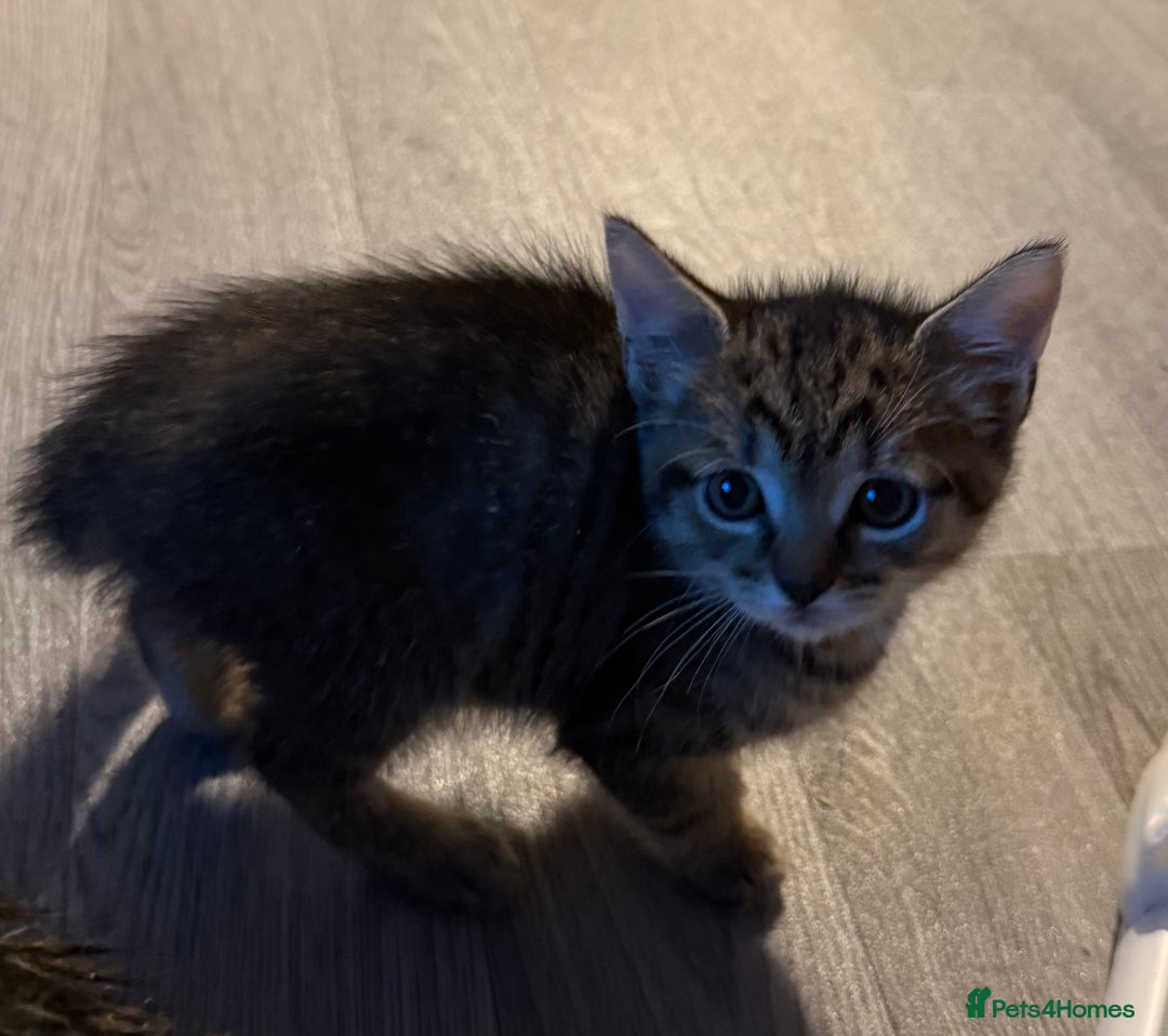 Bengal cats for sale: Kitten looking for her forever home  - Image 1