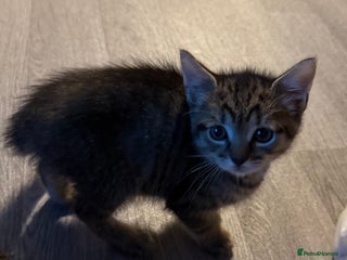 Bengal cats - Advert 35