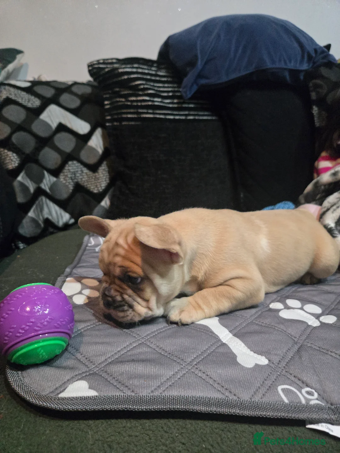 French Bulldog dogs for sale: 2 Frenchie pups ready 1 week - Advert 5