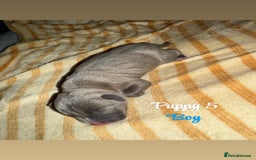 Staffordshire Bull Terrier dogs for sale: Staffordshire bull terriers - Image 10