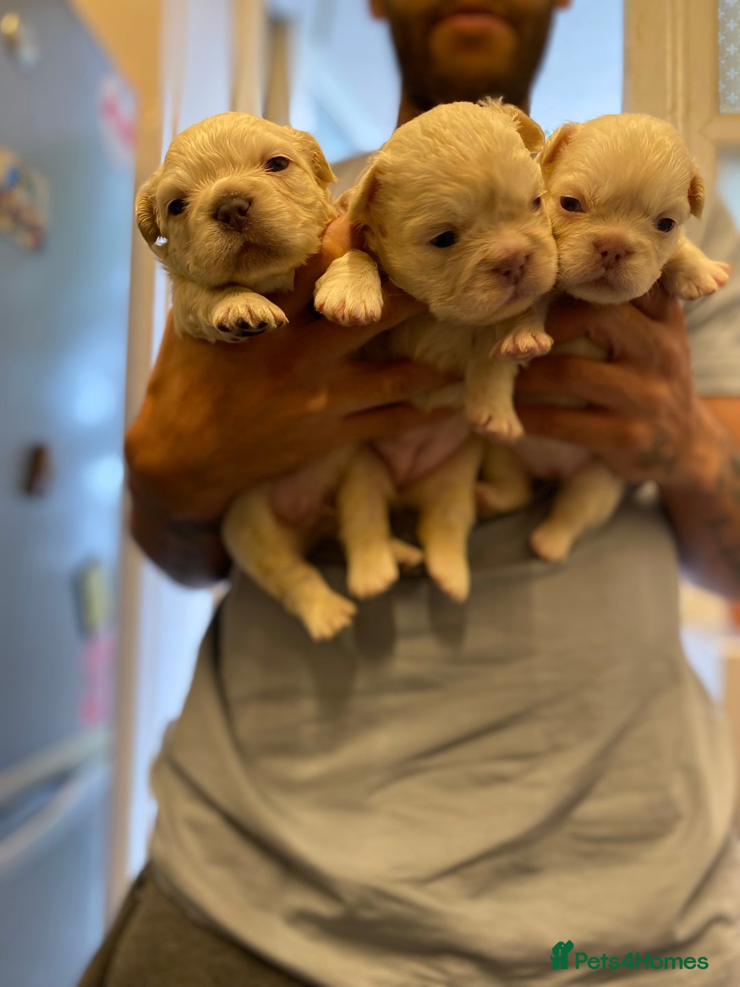 French Bulldog dogs for sale: 🐾fluffy french bulldogs 🐾 - Image 1