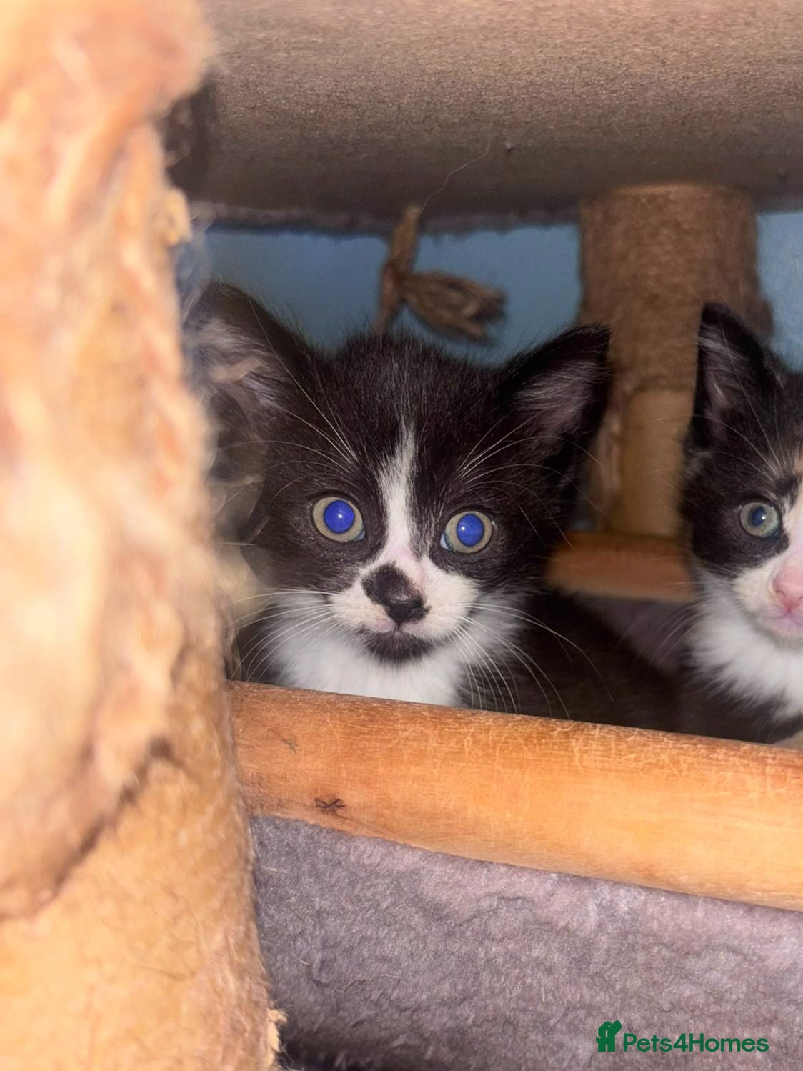 Mixed Breed cats Gorgeous tri coloured kittens - Advert 10