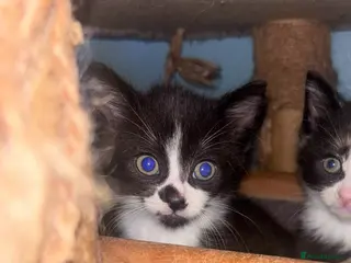 Mixed Breed cats Gorgeous tri coloured kittens - Advert 6