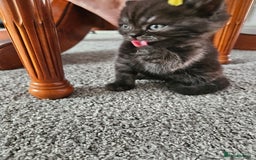 Scottish Fold cats for sale: Adorable Scottish fold Straight Ears Kittens  - Image 24