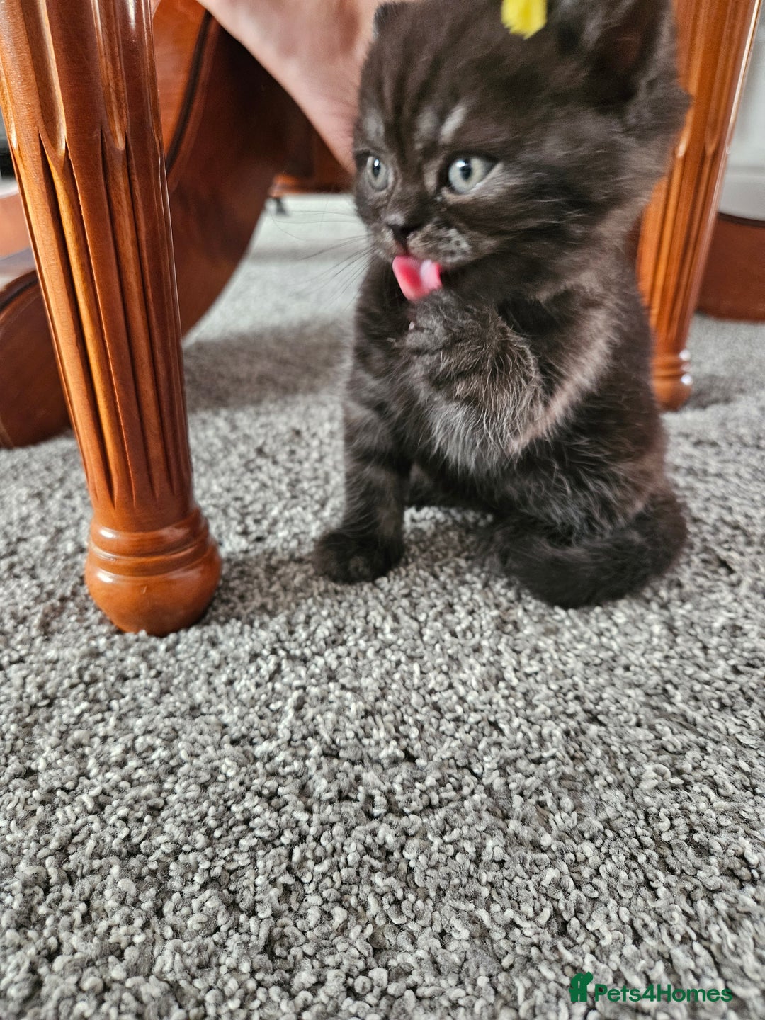 Scottish Fold cats for sale: Adorable Scottish fold Straight Ears Kittens  - Image 24
