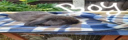 Mini Lop rabbits for sale: Mini plush x mini lop  - Advert 2