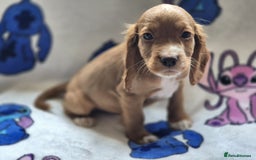 Cocker Spaniel dogs for sale: Working type cocker spaniels - last puppy! - Image 4